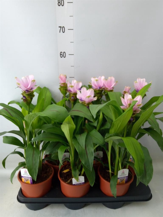 <h4>Curcuma alism. 'Siam Sweet'</h4>