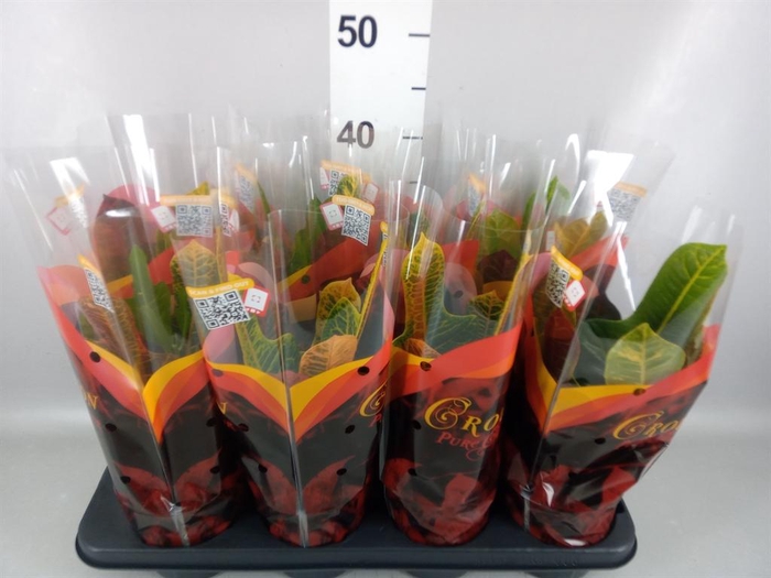 <h4>Codiaeum var. GR 'Excellent'</h4>