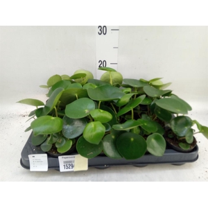 Peperomia polybotrya 'Raindrop'