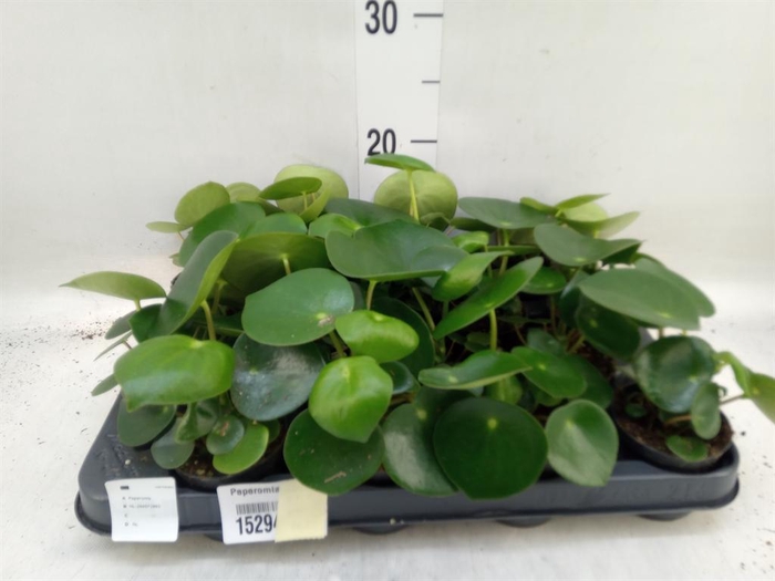 <h4>Peperomia polybotrya 'Raindrop'</h4>