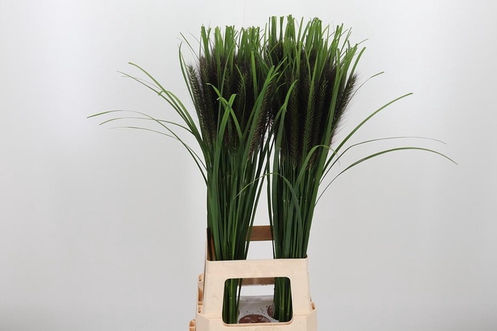 <h4>Penni Black Fox</h4>