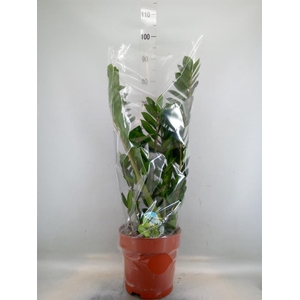 Zamioculcas zamiifolia