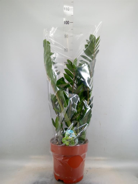 <h4>Zamioculcas zamiifolia</h4>