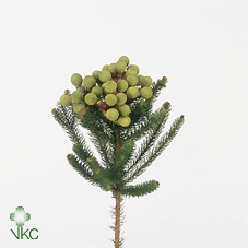 Cape green baubles berzelia galpini