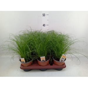 Cyperus alternifolius 'Zumula'