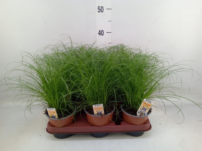 <h4>Cyperus alternifolius 'Zumula'</h4>