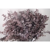 Euca Cinerea V Abs Red Per Bunch