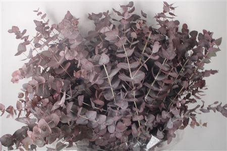 <h4>Euca Cinerea V Abs Red Per Bunch</h4>