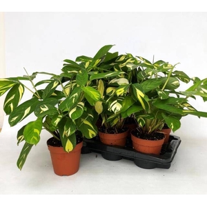 CTENANTHE P GOLDEN M