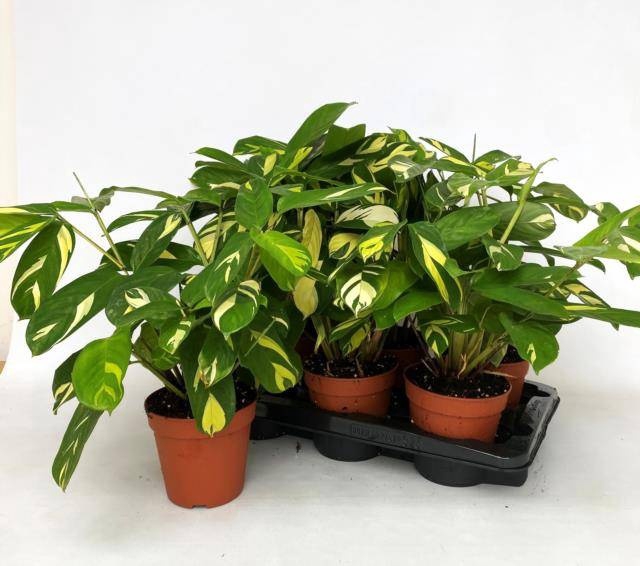 <h4>CTENANTHE P GOLDEN M</h4>