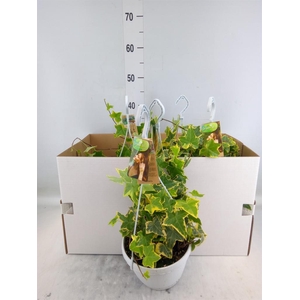 Hedera helix 'Goldchild'