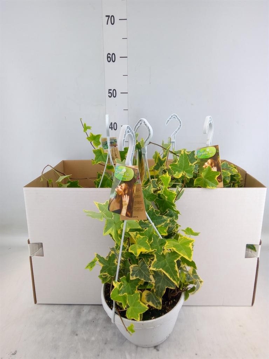 <h4>Hedera helix 'Goldchild'</h4>