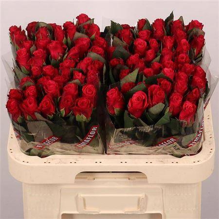 <h4>R Gr Tacazzi+</h4>