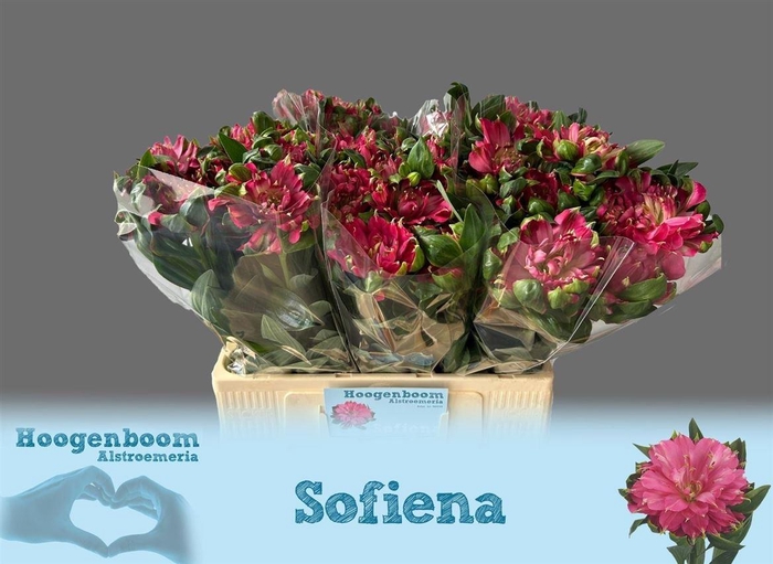 <h4>Alstr Fashionista Sofiena</h4>