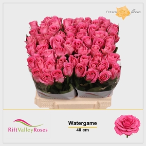 R GR WATERGAME
