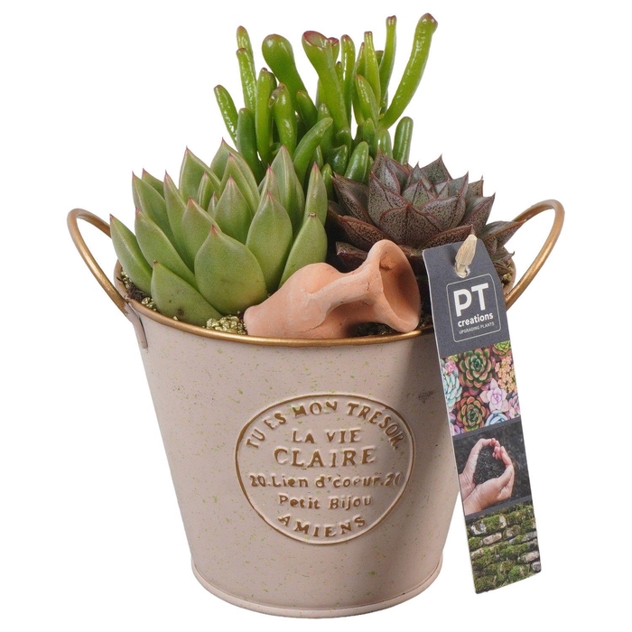 <h4>PTSU8507 Arrangement Succulenten in metaal potje</h4>