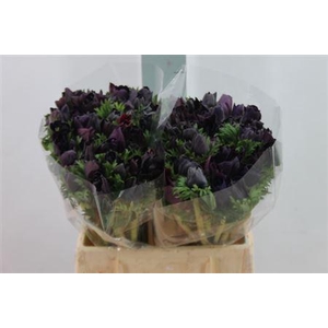 Anemoon Mistral Extra Nero