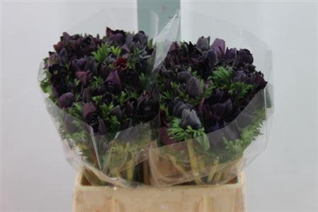 <h4>Anemoon Mistral Extra Nero</h4>