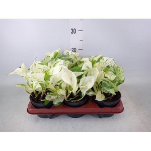 Epipremnum pinn. 'Happy Leaf'