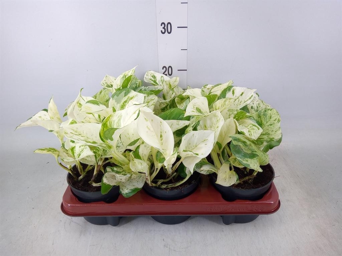 <h4>Epipremnum pinn. 'Happy Leaf'</h4>