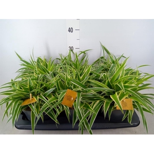 Chlorophytum com. 'Ocean'