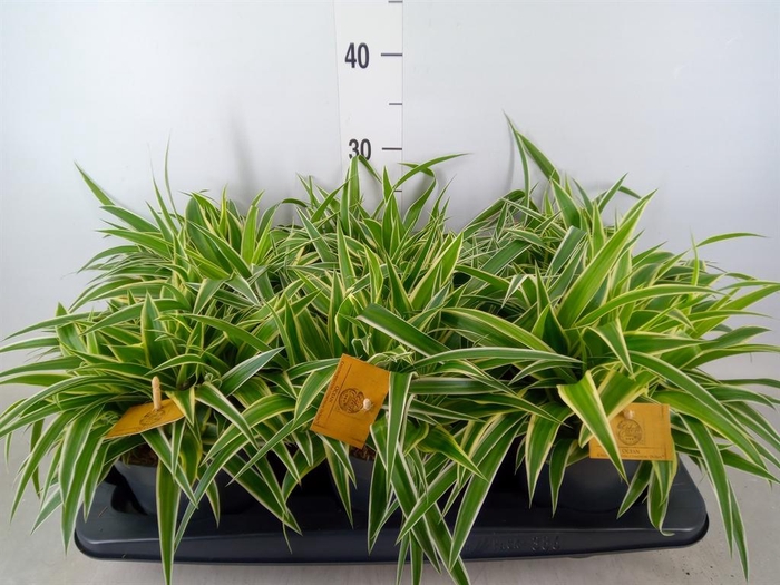 <h4>Chlorophytum com. 'Ocean'</h4>