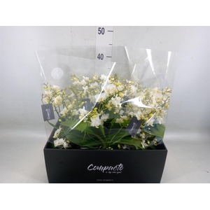 Phalaenopsis multi. 'Cream Punch'