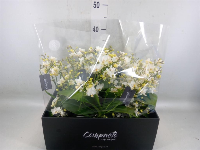 <h4>Phalaenopsis multi. 'Cream Punch'</h4>