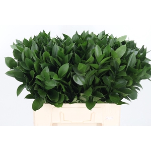 Ruscus