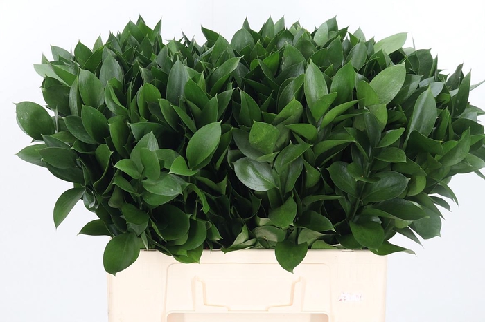 <h4>Ruscus</h4>