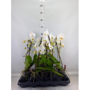 Phalaenopsis  'Ant Leeds'