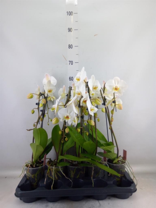 <h4>Phalaenopsis  'Ant Leeds'</h4>