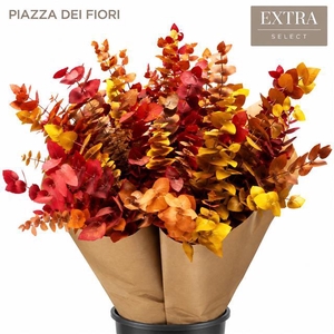 Euc. Stuart Preserved Autumn x3
