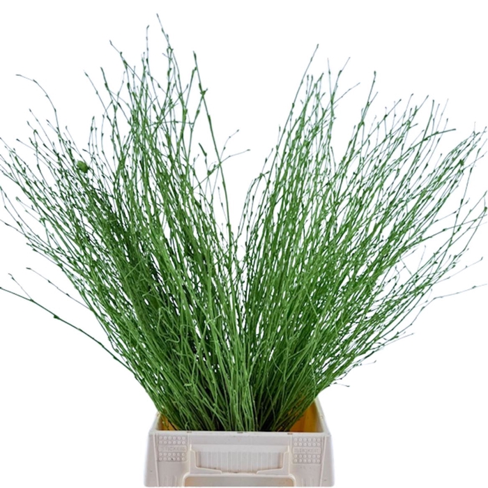 Birch 70cm Light Green