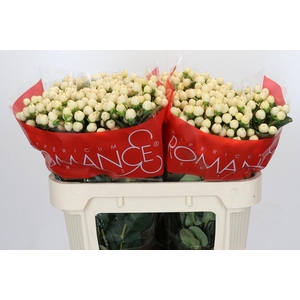 Hypericum Cool Romance