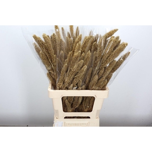 Deco Bunch Setaria Sleeved Brass Glitter L60 X1