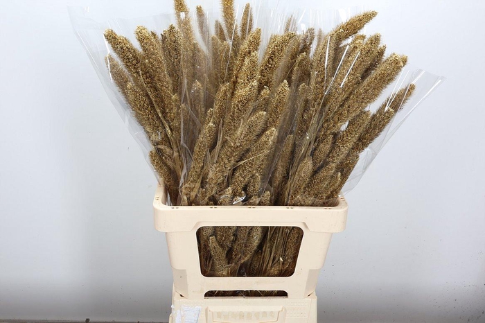 <h4>Deco Bunch Setaria Sleeved Brass Glitter L60 X1</h4>