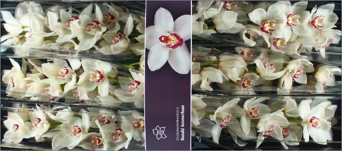 <h4>Cymbidium Mazurka</h4>