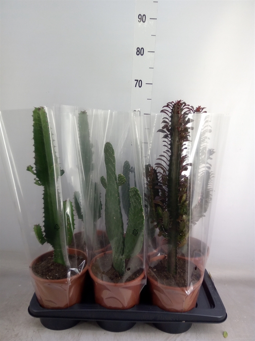 <h4>Cactus   ...mix  3</h4>