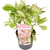 Photinia serratifolia Pink Crispy