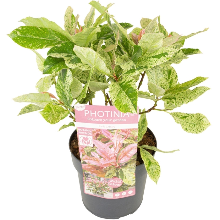 <h4>Photinia serratifolia Pink Crispy</h4>