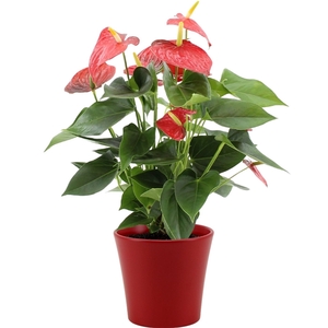 Anthurium Esudo in Boston ceramics