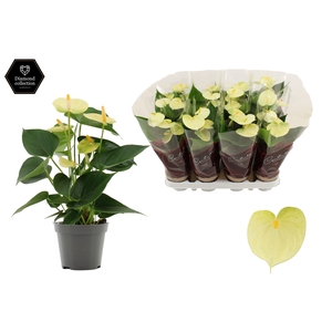 Anthurium 9 cm Vanilla in Couture Diamond Line Purple sleeve