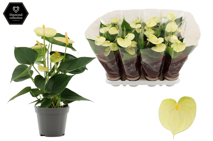 <h4>Anthurium 9 cm Vanilla in Couture Diamond Line Purple sleeve</h4>