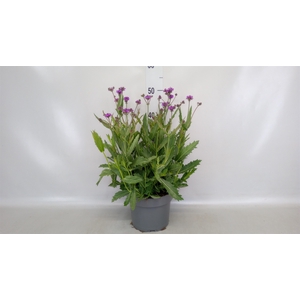 Verbena rigida