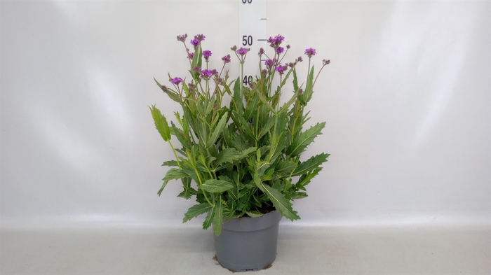 <h4>Verbena rigida</h4>
