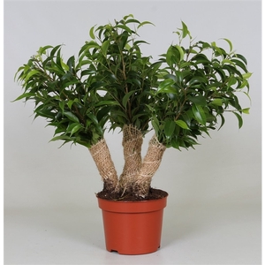 Ficus Crazy Tree