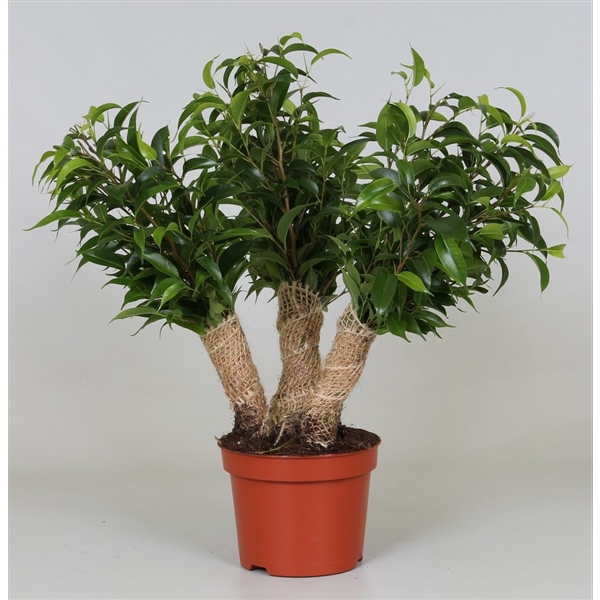 <h4>Ficus Crazy Tree</h4>