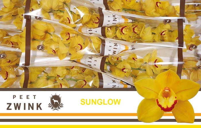 <h4>CYMB T SUNGLOW</h4>