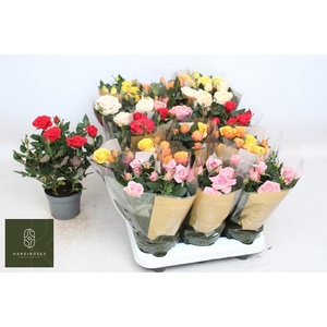 RO KORDAN GRANDE GEM